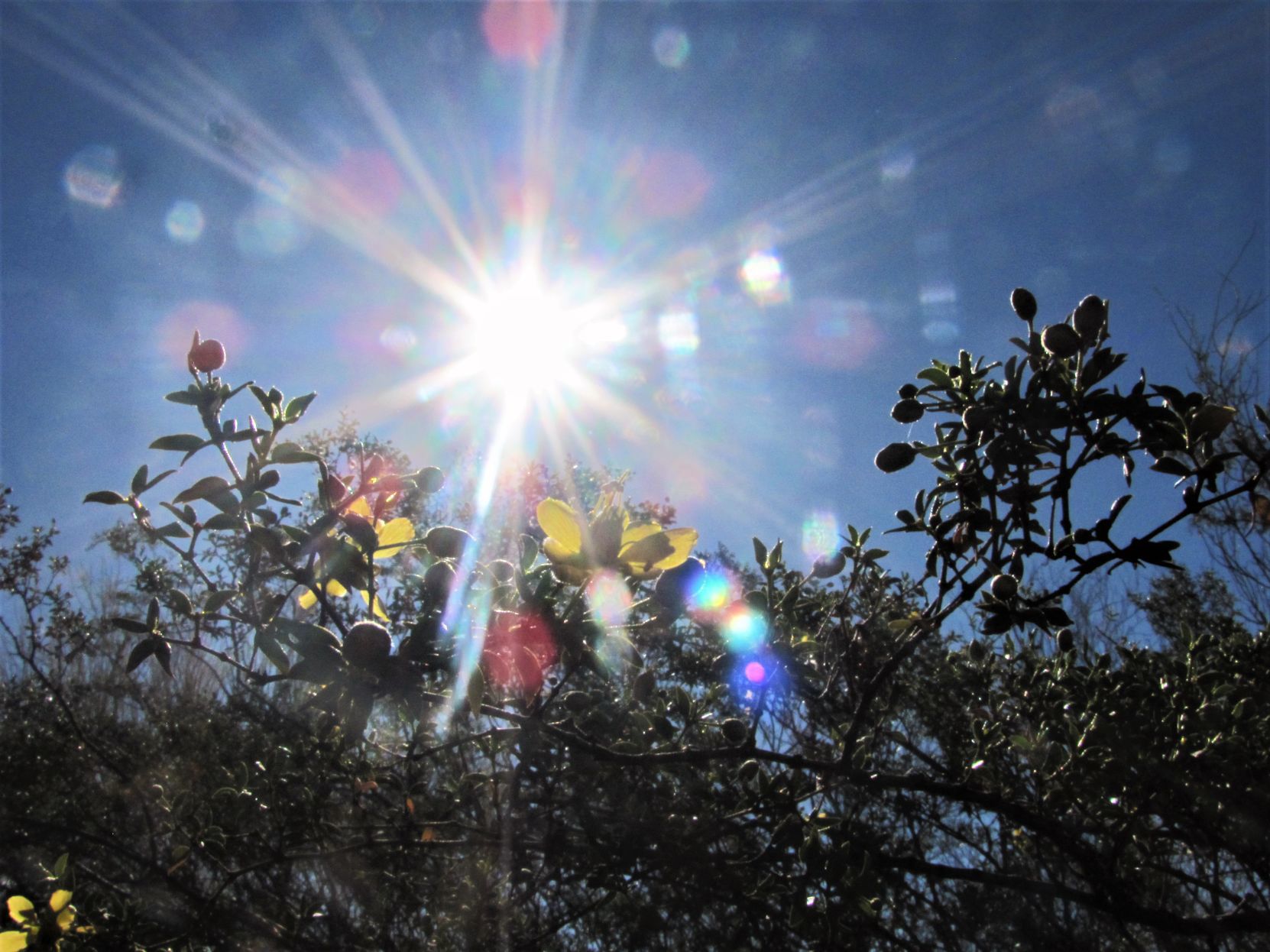 Blooms and buds